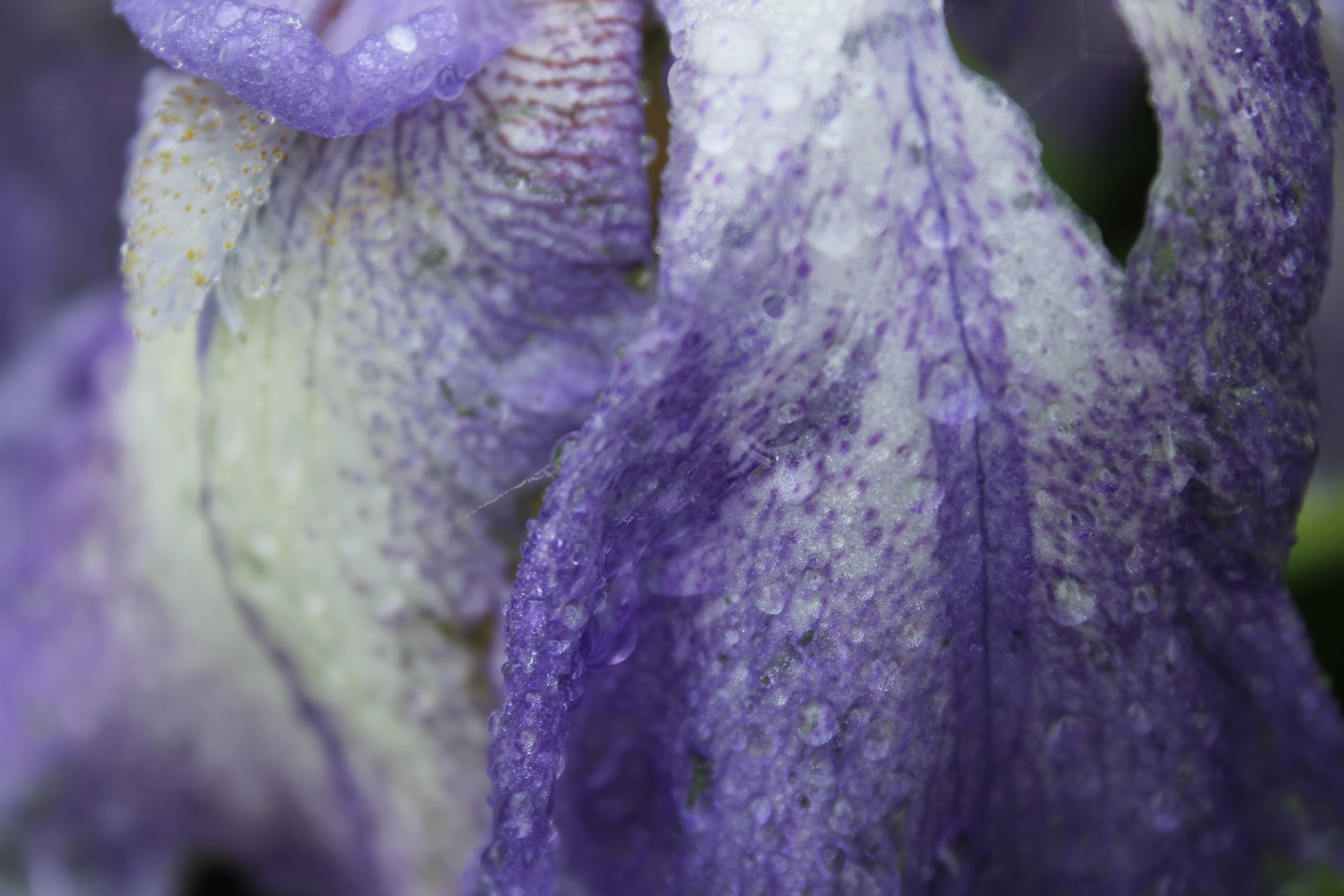 Iris sous la pluie — textures et couleurs